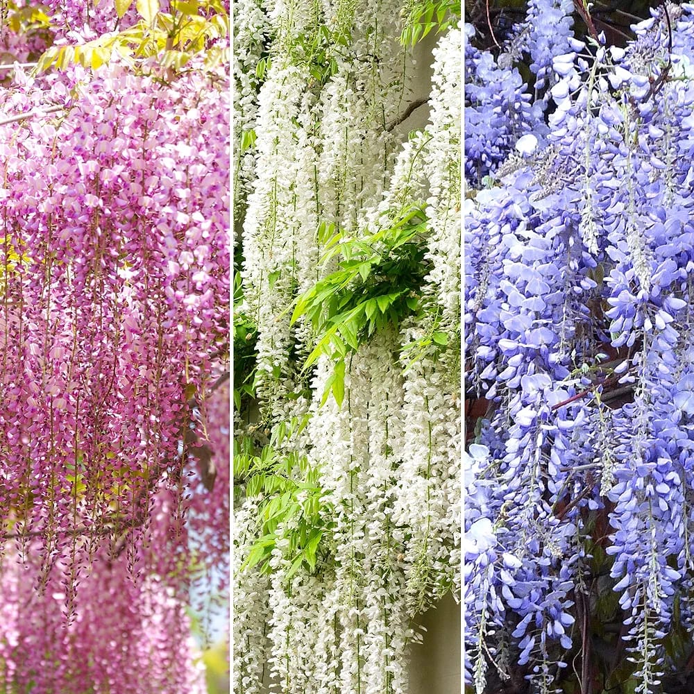 Wisteria Mix - 3 Plants - Deciduous Flowering Hardy Climbing Garden Shrub Plant (9cm, 20-30cm)