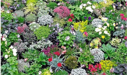 Alpine Rockery Plant Plants Groundcover Plants  10  x 9cm  POTs