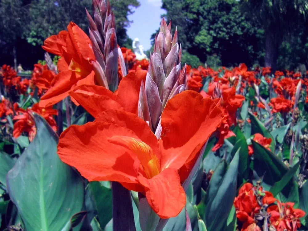 Canna Lily Tubers.Garden Flowers,Hardy Perennial,Ornamental Flowers,Perfect Cut Flowers,Wedding Flowers,Exotic,Strong Plant-3bulbs,