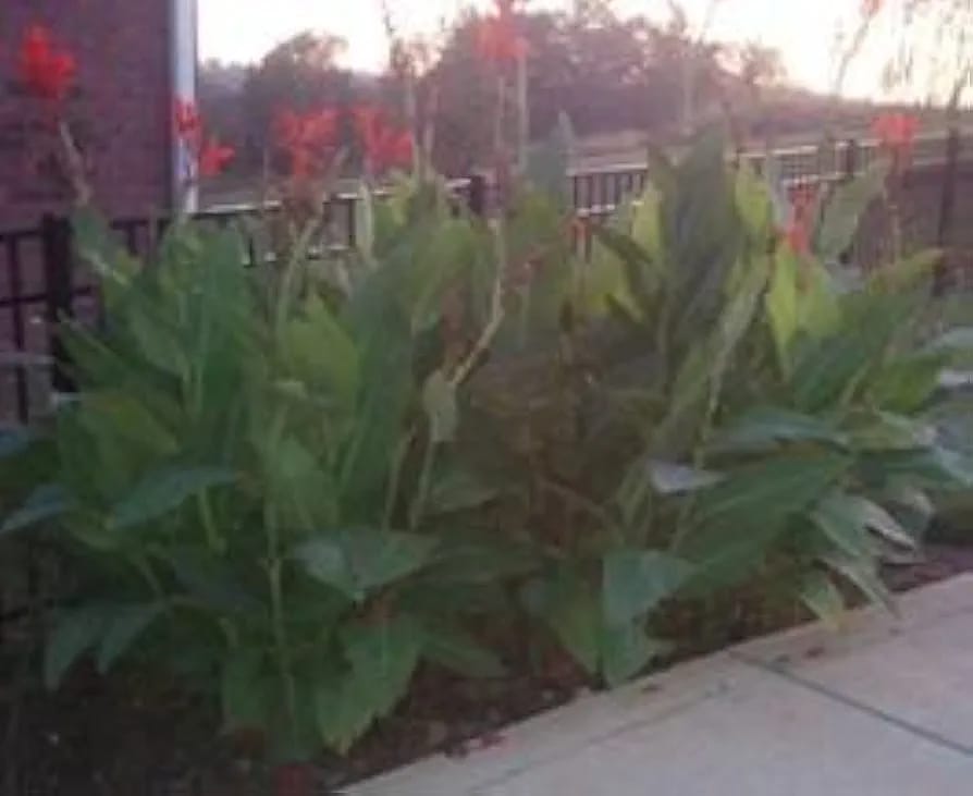 Red Canna Lily Bulbs