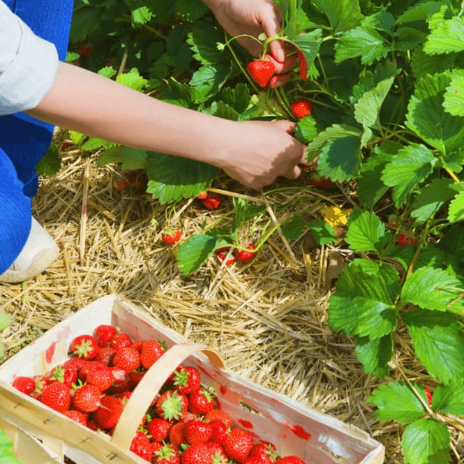 Strawberry 'Marshmello' Fast Growing Bare Root Garden Bush Fruit Plants