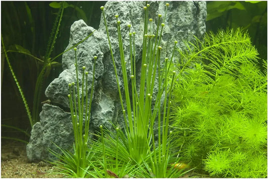 Tropica Eriocaulon cinereum 1-2-Grow!