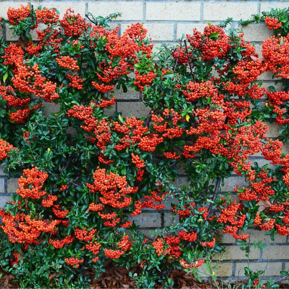 Red Firethorn Hedging Plants 20-40cm Pyracantha Red Column Evergreen Hedge Pots (10 Plants)