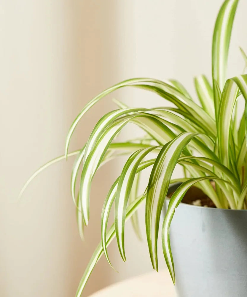 Spider Plant in 12cm Pot - Chlorophytum comosum - Indoor Air Purify Plant - Easy to Maintain (2 Plants)