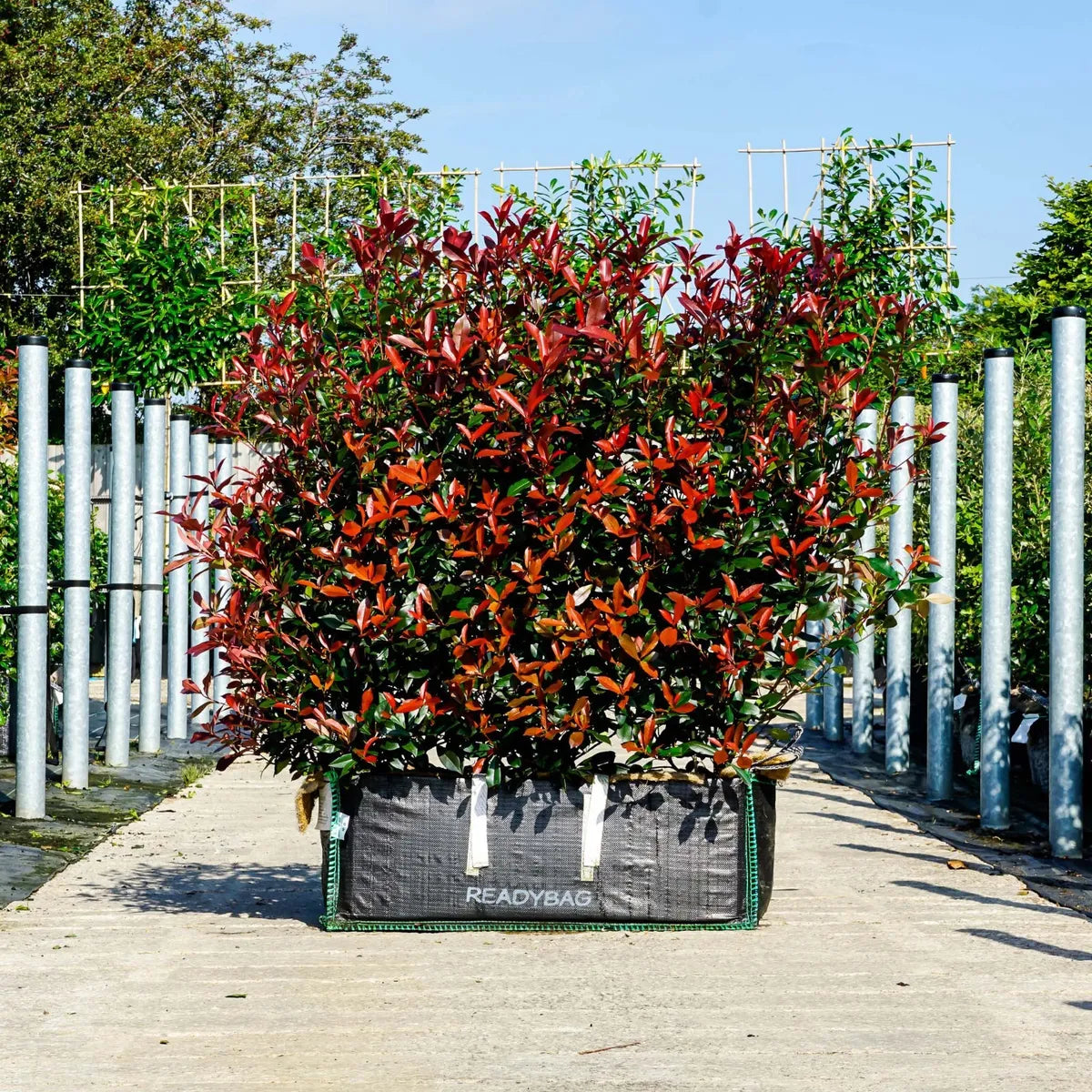 3 Photinia Fraseri Carre Rouge - Bush - Potted Hedging Plants In 9 Cm Pot