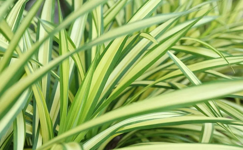 Spider Plant in 12cm Pot - Chlorophytum comosum - Indoor Air Purify Plant - Easy to Maintain (2 Plants)