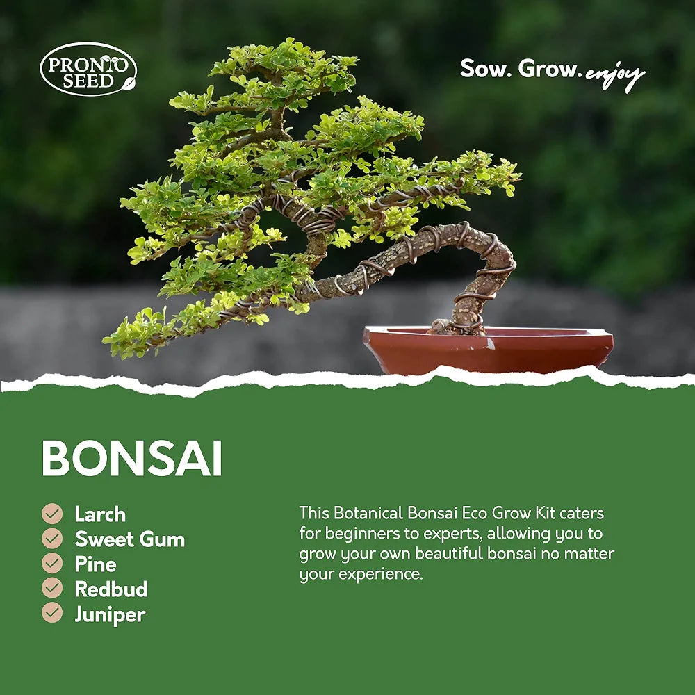 Pronto Seed Grow Your Own Bonsai Tree | 5 Seed Varieties - with Sustainable Packaging - Gardening for Men and Women | Beginner Friendly