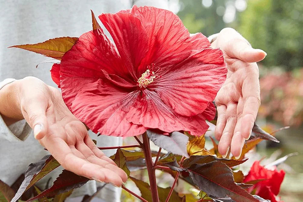 Winter Hardy Red Hibiscus Carousel Giant Red with red Leaves in 17cm Pot - 50cm Tall Garden Plant