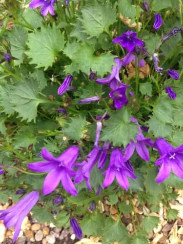 Alpine Rockery Plant Plants Groundcover Plants  10  x 9cm  POTs