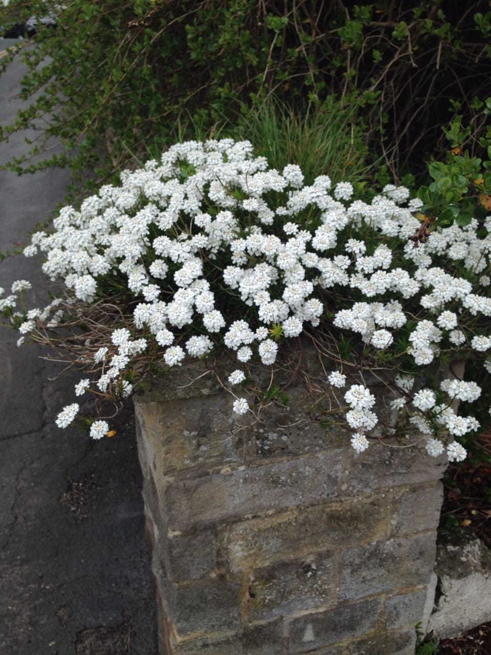 Alpine Rockery Plant Plants Groundcover Plants  10  x 9cm  POTs