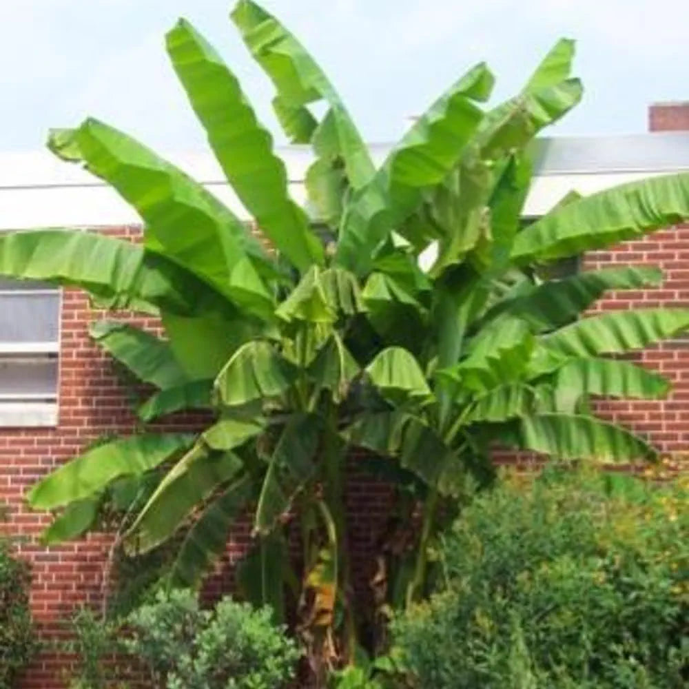 Musa Basjoo Fully Hardy Banana Fruit Tree 3-4ft Tall Extra Large in a 5 Litre Pot