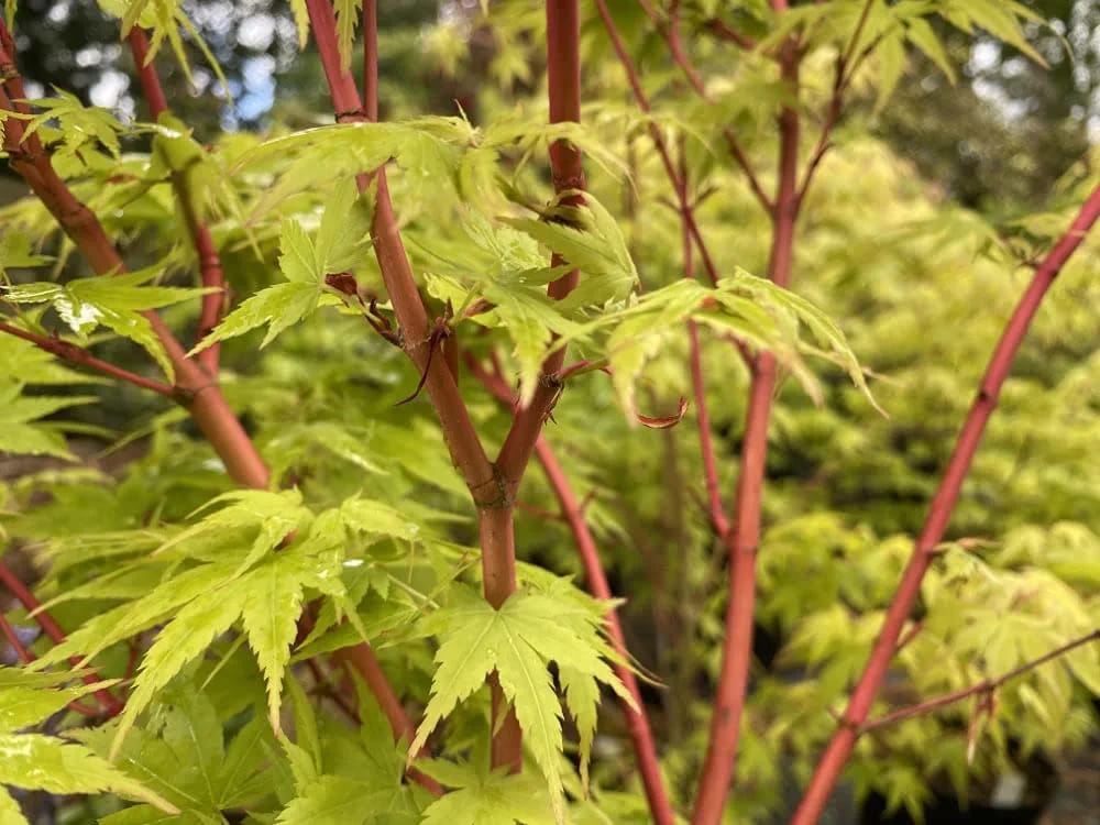 Acer Palmatum Sangokaku Coral bark Hardy Deciduous Plant in a 12cm Pot - Green-red tinged Leaves Coral-red Shoots and bark