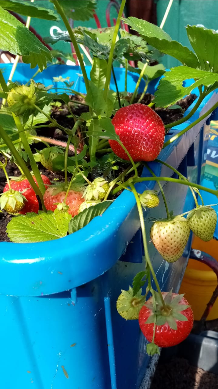 Strawberry 'Marshmello' Fast Growing Bare Root Garden Bush Fruit Plants