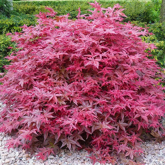 Acer palmatum 'Beni-Maiko' | Japanese Maple Deciduous Garden Plant Tree in Pot (50-70cm Incl. Pot)