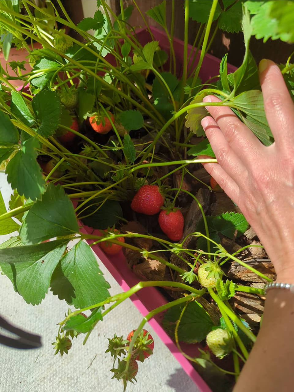 Strawberry 'Marshmello' Fast Growing Bare Root Garden Bush Fruit Plants