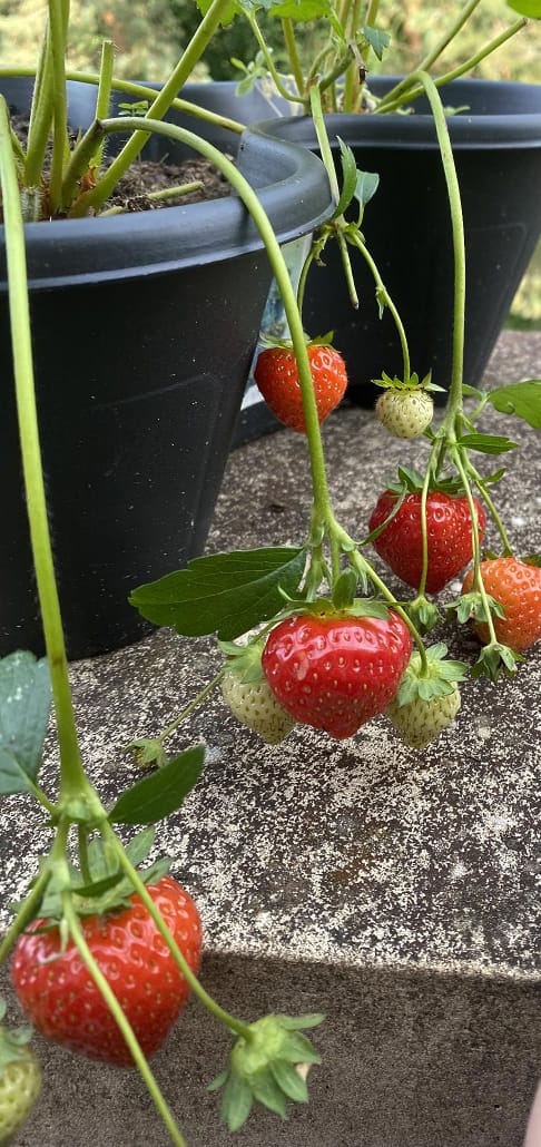 Strawberry 'Marshmello' Fast Growing Bare Root Garden Bush Fruit Plants