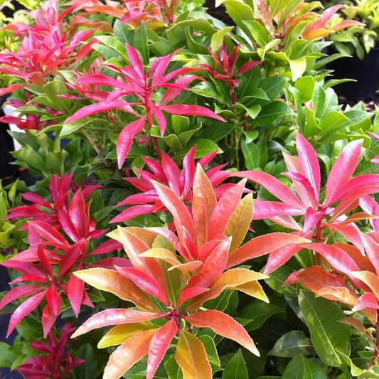 2Ltr Pot Pieris Mountain Fire Medium Evergreen Garden Shrub Plant ( 1 Pack )