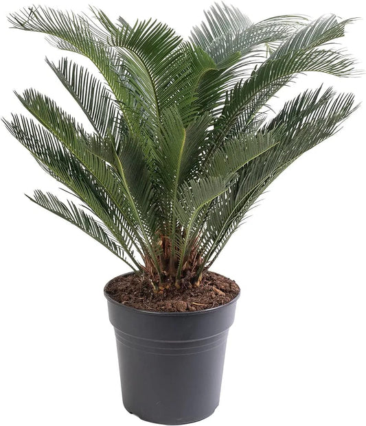 Sago Palm Large Indoor House Plant Real Evergreen Cycas Revoluta Tall Big Exotic Rare Plants (80-90cm (Incl. Pot)