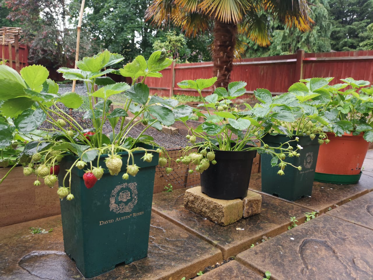 Strawberry 'Marshmello' Fast Growing Bare Root Garden Bush Fruit Plants