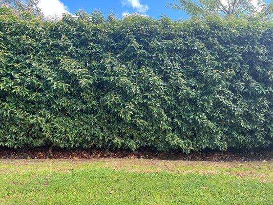 5x Portuguese Laurel Hedging Prunus Lusitanica 30-40cm, Evergreen Hedging Plants