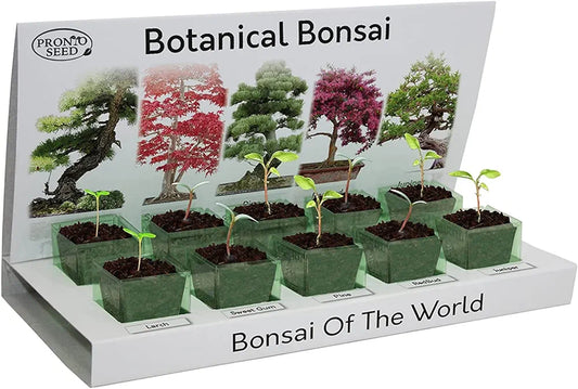 Pronto Seed Grow Your Own Bonsai Tree | 5 Seed Varieties - with Sustainable Packaging - Gardening for Men and Women | Beginner Friendly