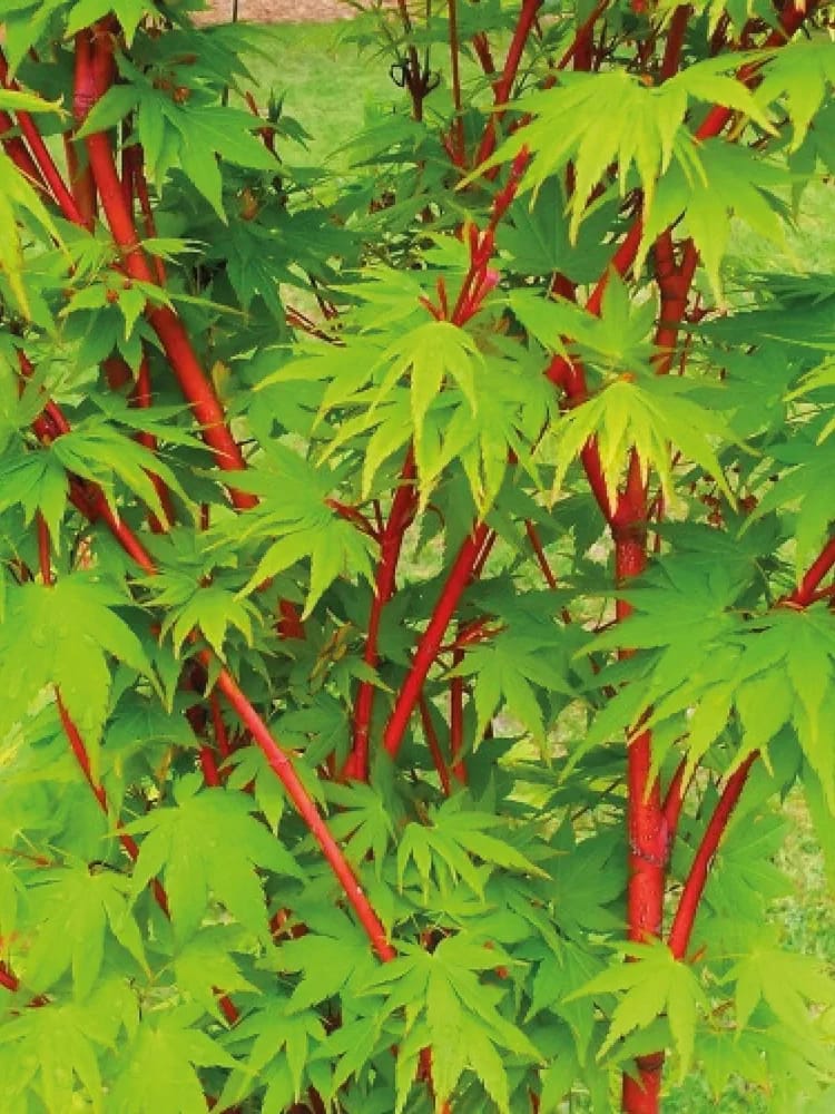 Acer Palmatum Sangokaku Coral bark Hardy Deciduous Plant in a 12cm Pot - Green-red tinged Leaves Coral-red Shoots and bark