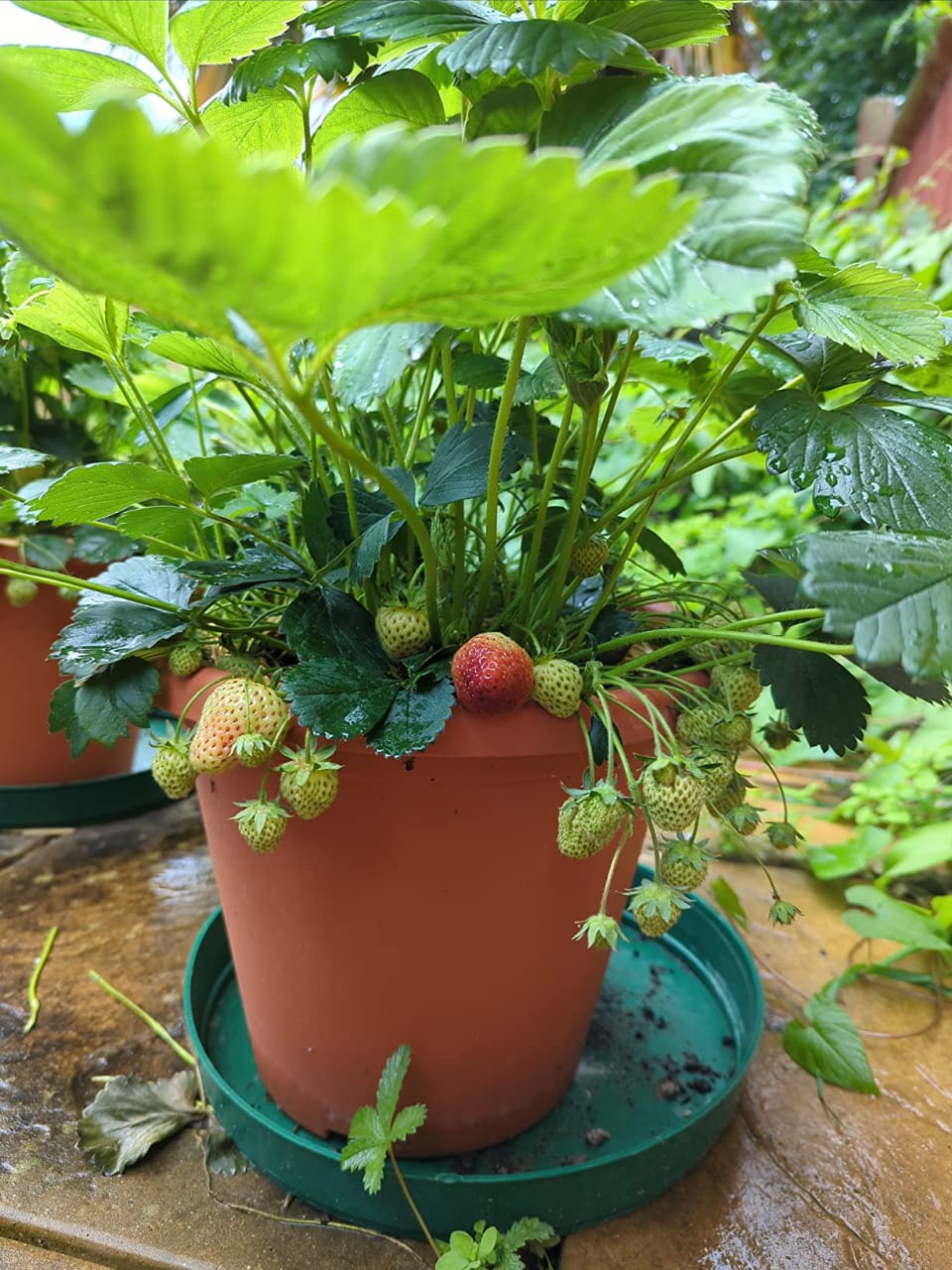 Strawberry 'Marshmello' Fast Growing Bare Root Garden Bush Fruit Plants