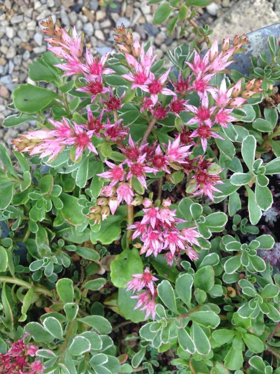 Alpine Rockery Plant Plants Groundcover Plants  10  x 9cm  POTs