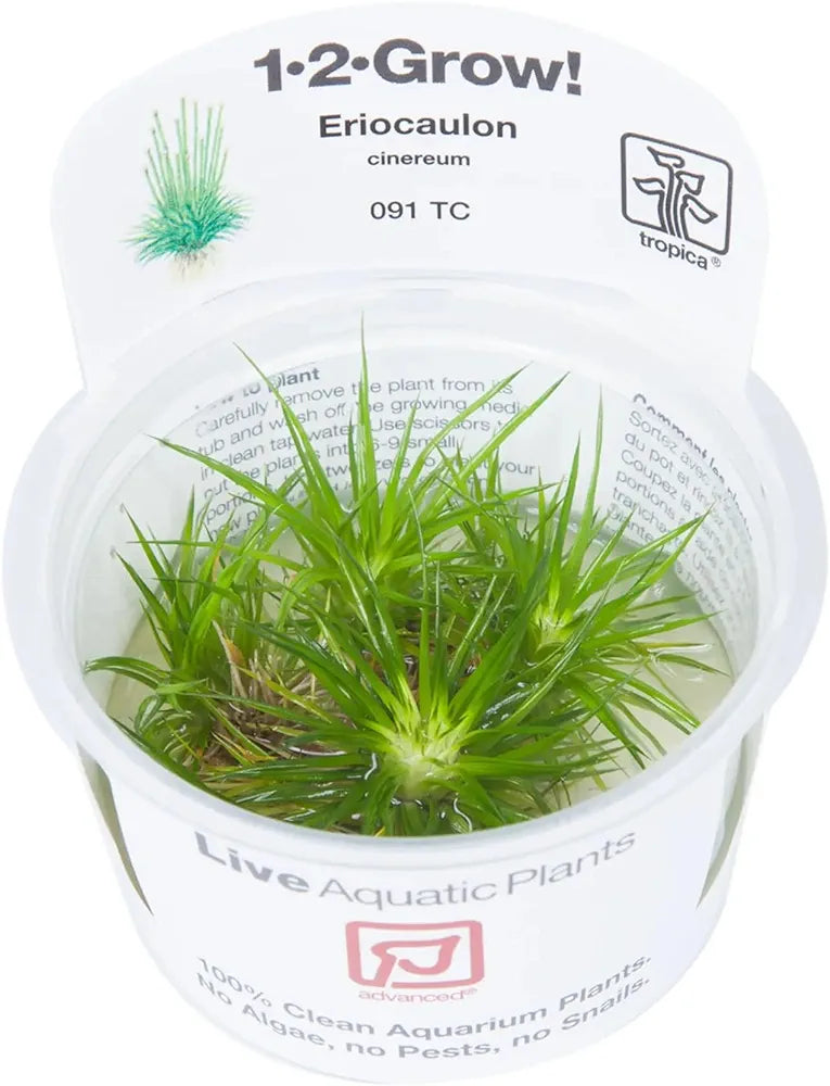 Tropica Eriocaulon cinereum 1-2-Grow!