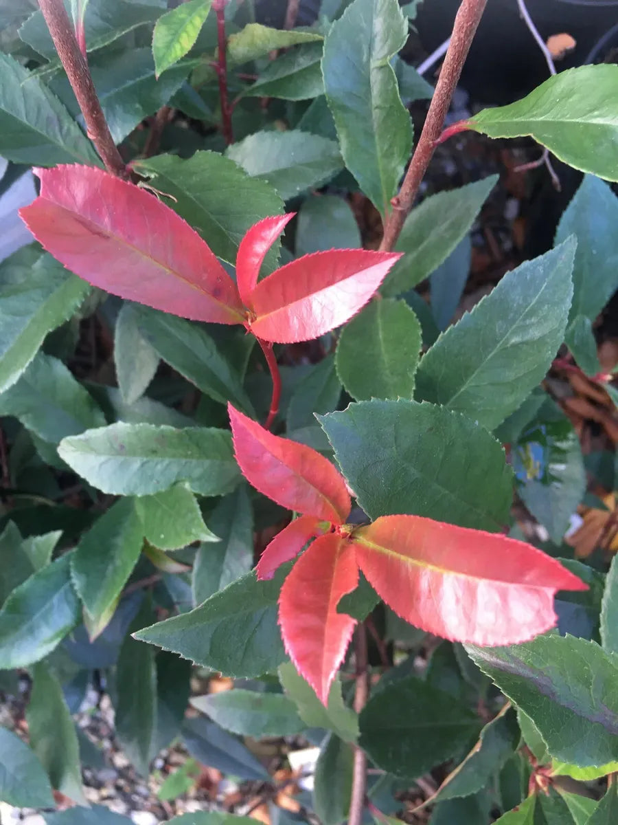 3 Photinia Fraseri Carre Rouge - Bush - Potted Hedging Plants In 9 Cm Pot