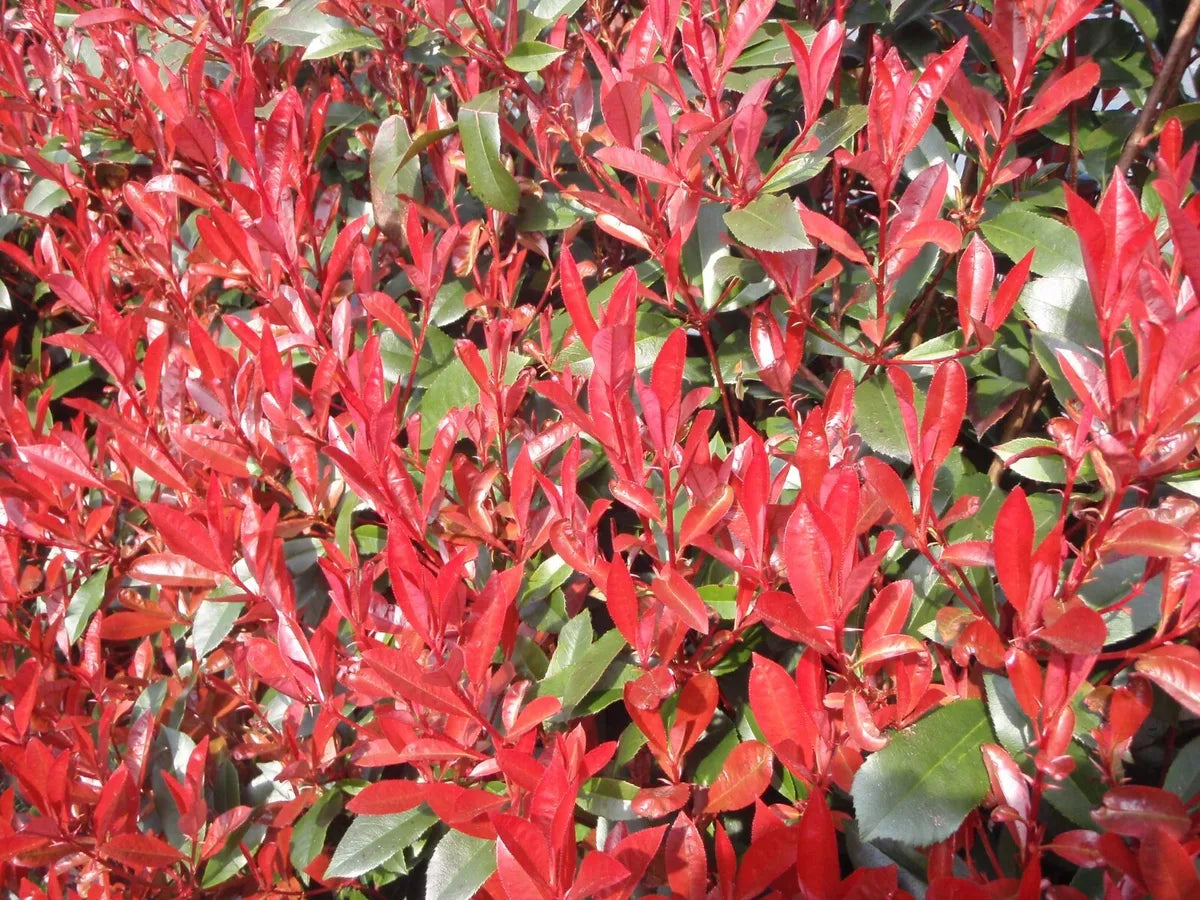 3 Photinia Fraseri Carre Rouge - Bush - Potted Hedging Plants In 9 Cm Pot