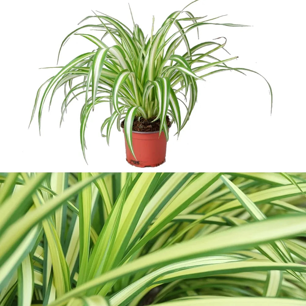 Spider Plant in 12cm Pot - Chlorophytum comosum - Indoor Air Purify Plant - Easy to Maintain (2 Plants)