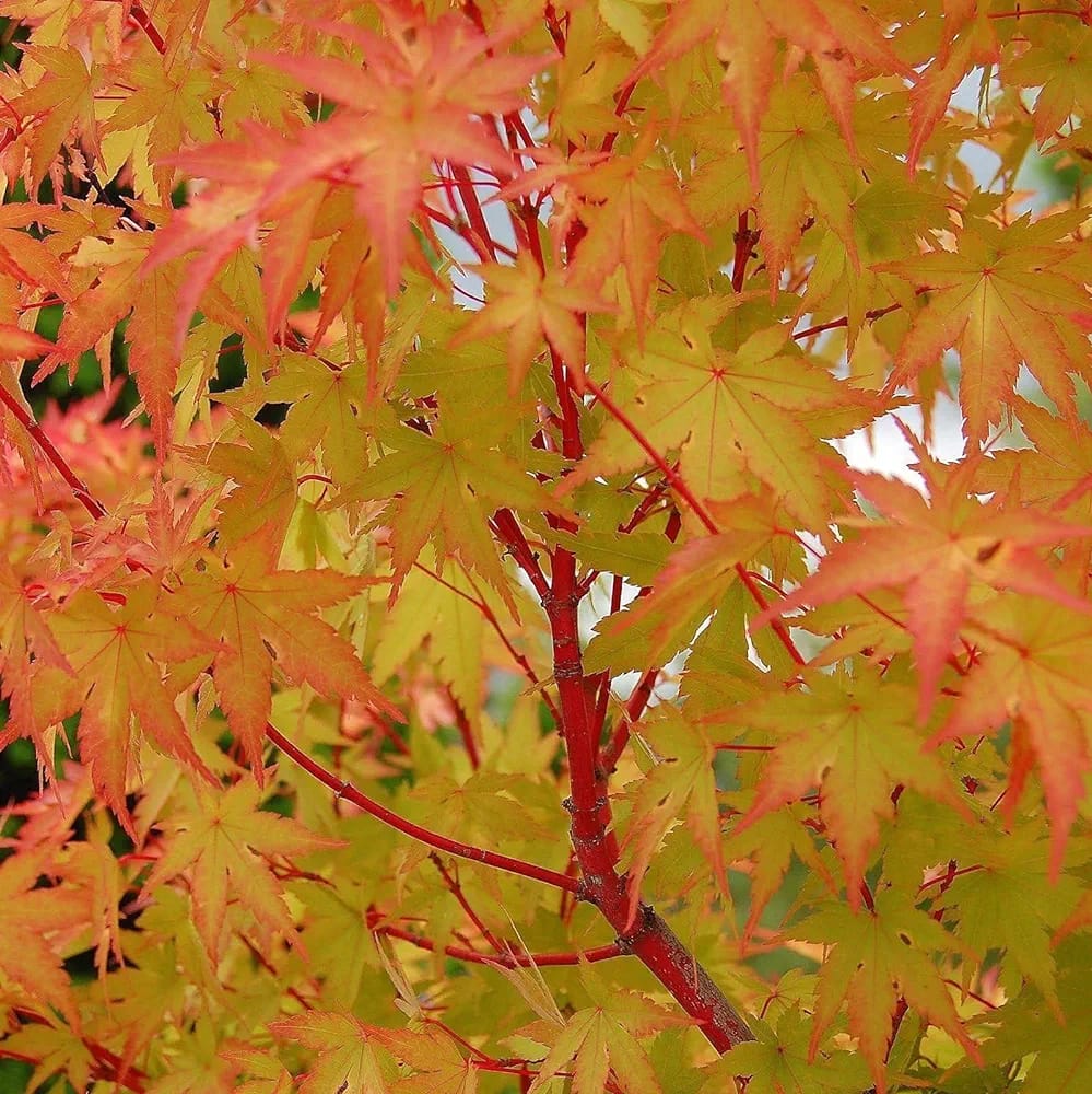 Acer Palmatum Sangokaku Coral bark Hardy Deciduous Plant in a 12cm Pot - Green-red tinged Leaves Coral-red Shoots and bark