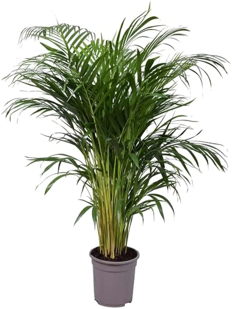 Air-Purifying Indoor Potted House Plant for Home or Office 125cm Tall