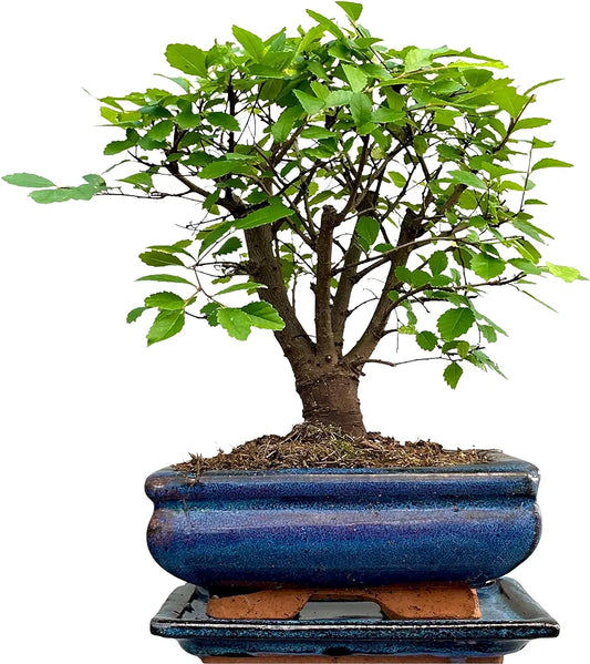 Bonsai Trees (5yr Old Broom Style Elm)