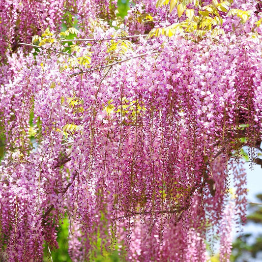 Wisteria Mix - 3 Plants - Deciduous Flowering Hardy Climbing Garden Shrub Plant (9cm, 20-30cm)