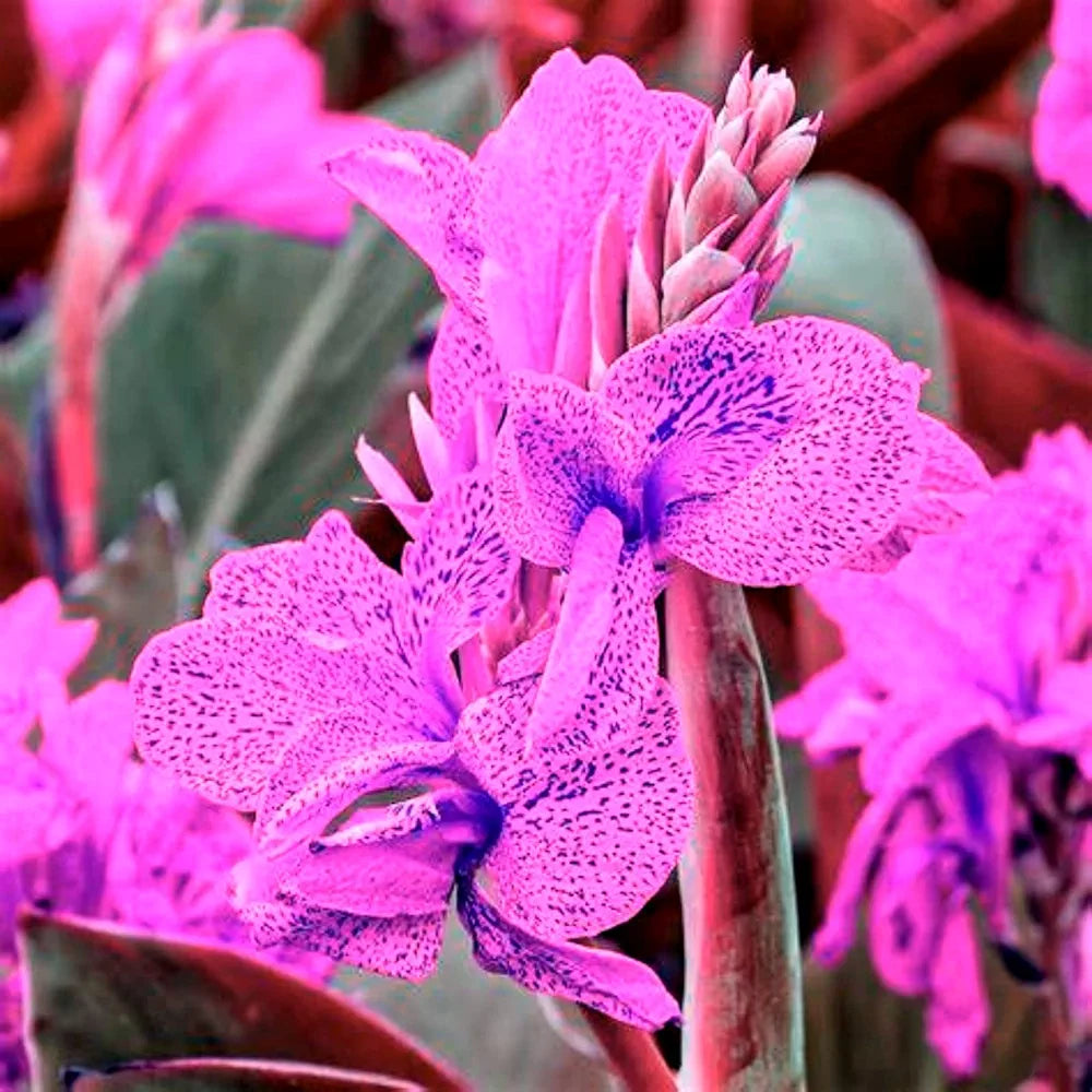 Canna Lily Tubers.Garden Flowers,Hardy Perennial,Ornamental Flowers,Perfect Cut Flowers,Wedding Flowers,Exotic,Strong Plant-3bulbs,