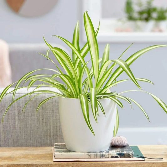 Spider Plant in 12cm Pot - Chlorophytum comosum - Indoor Air Purify Plant - Easy to Maintain (2 Plants)