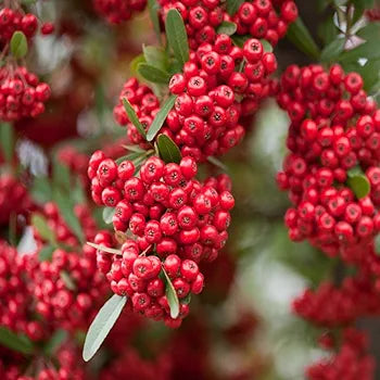 Red Firethorn Hedging Plants 20-40cm Pyracantha Red Column Evergreen Hedge Pots (10 Plants)