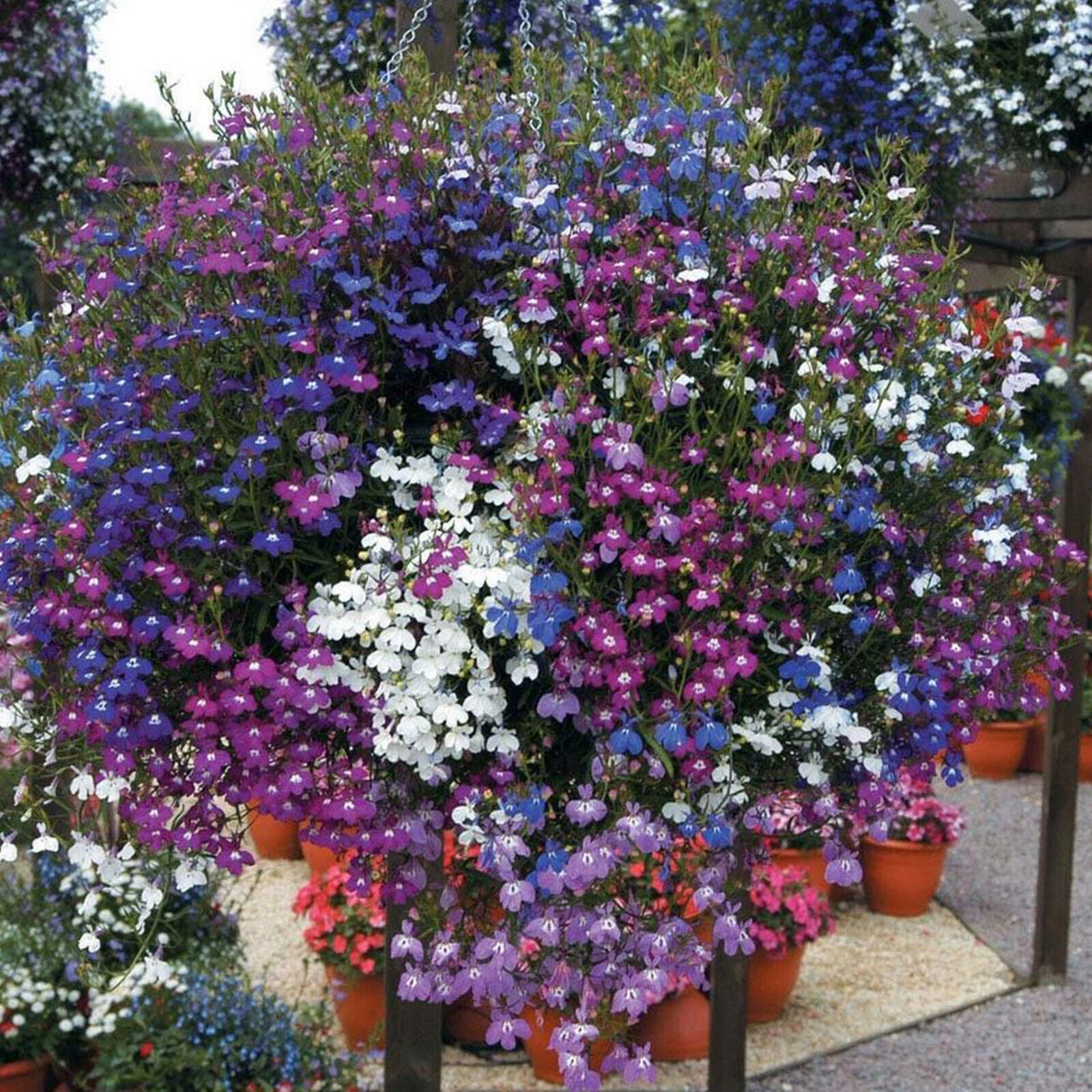 50 Mixed Giant Cascading Lobelia Seeds Trailing Hanging Basket UK Rockery Annual