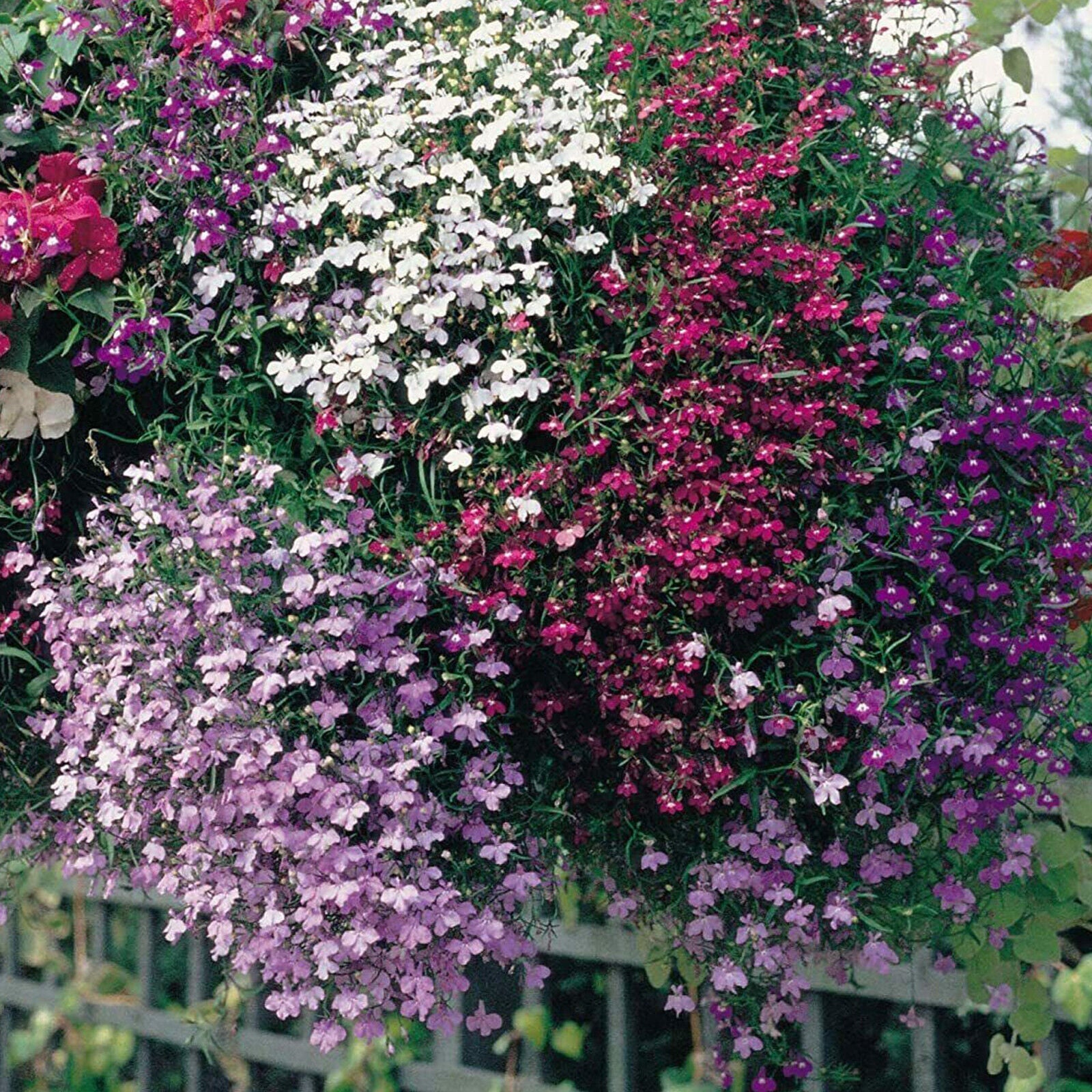 50 Mixed Giant Cascading Lobelia Seeds Trailing Hanging Basket UK Rockery Annual