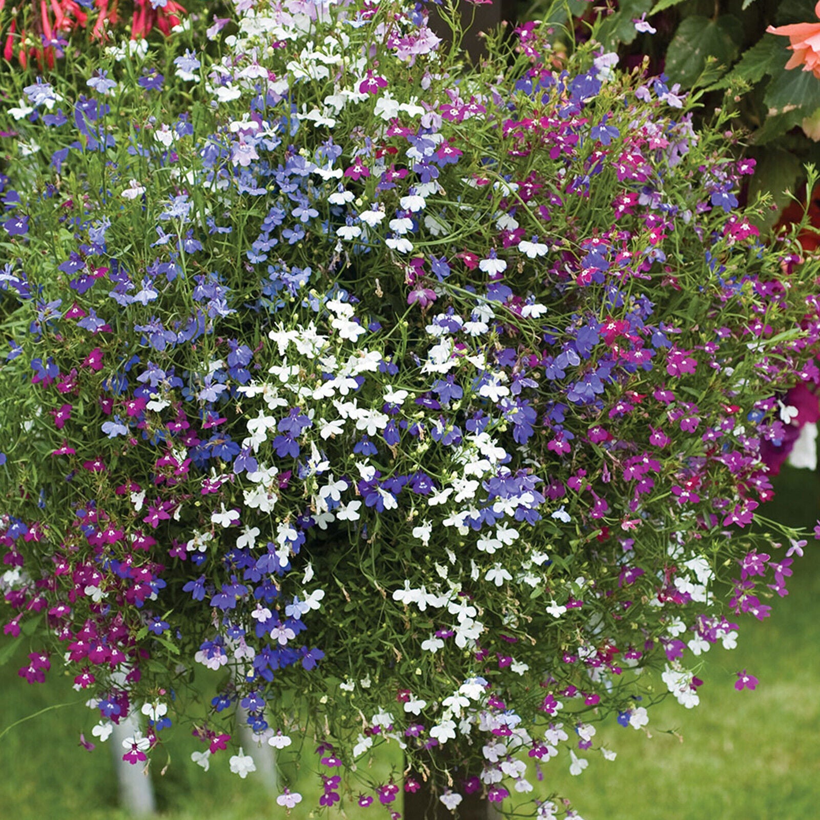 50 Mixed Giant Cascading Lobelia Seeds Trailing Hanging Basket UK Rockery Annual