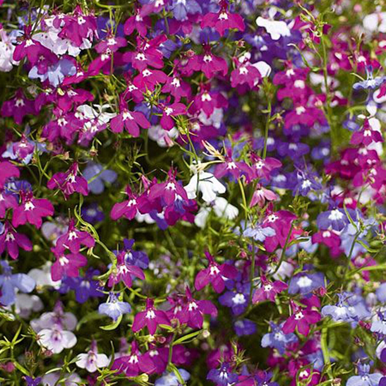 50 Mixed Giant Cascading Lobelia Seeds Trailing Hanging Basket UK Rockery Annual