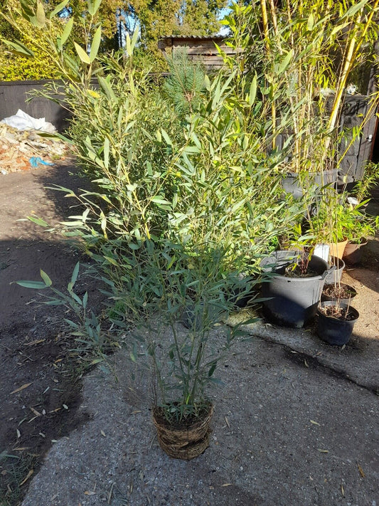 Phyllostachys bissetii bamboo clump screening JUMBO LIVE ROOT BALL approx 5-6ft