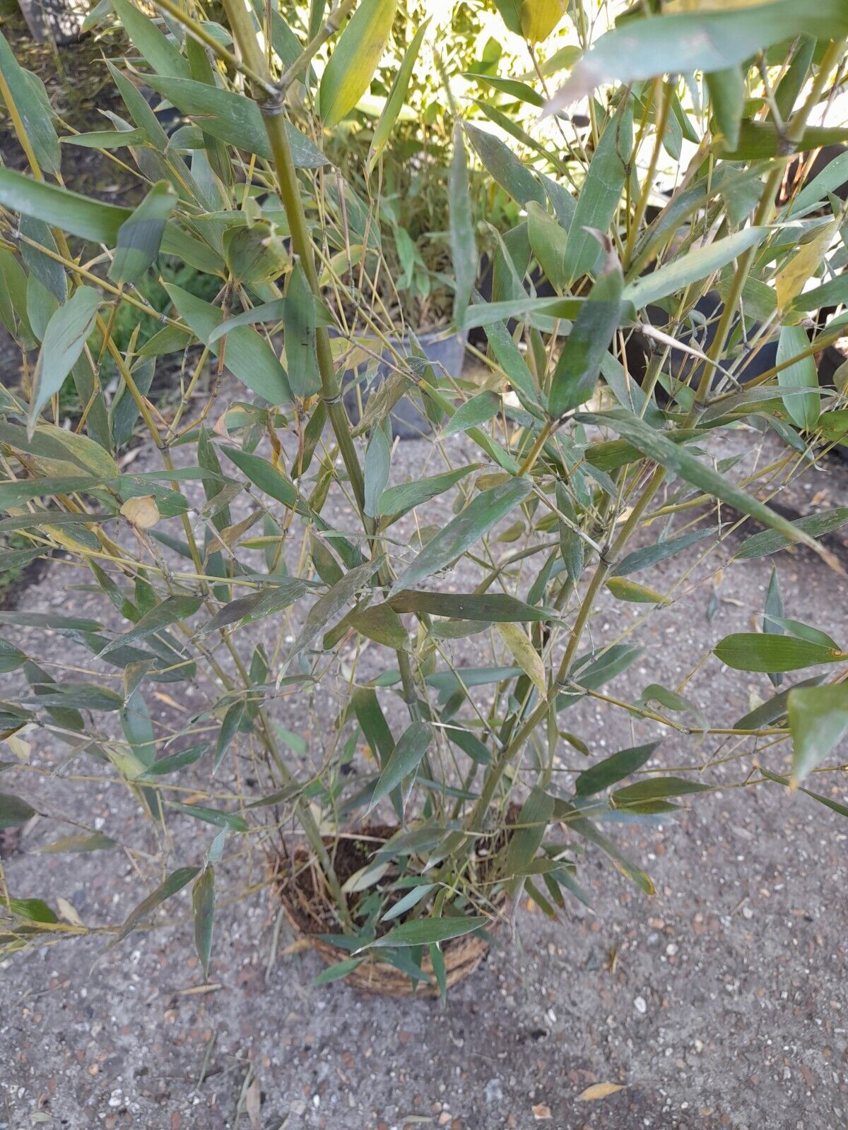 Phyllostachys bissetii bamboo clump screening JUMBO LIVE ROOT BALL approx 5-6ft