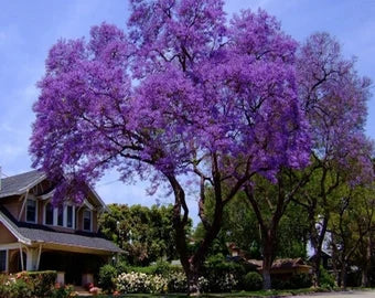 Paulownia fastest-growing tree in the world 100 Seeds