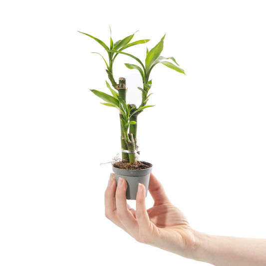 Baby Lucky Bamboo Plant Dracaena Sanderiana Small Indoor Houseplant in 6cm Pot