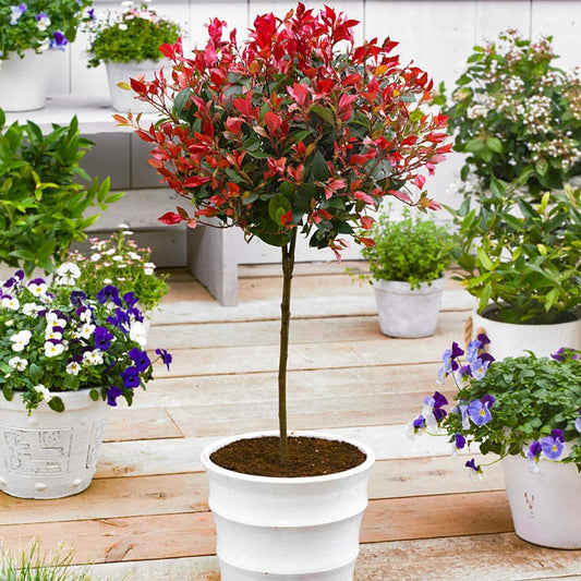 Photinia 'Little Red Robin' Standard Tree 1M tall