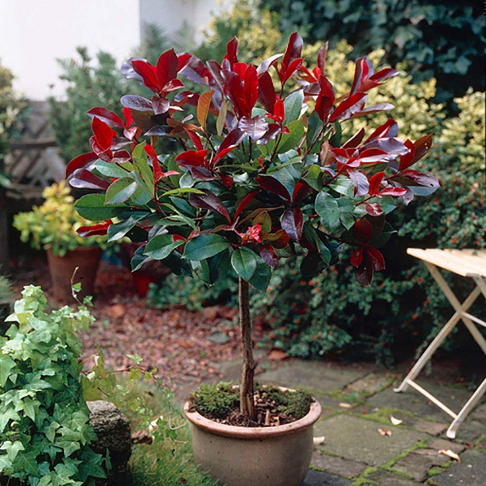 Photinia 'Little Red Robin' Standard Tree 1M tall