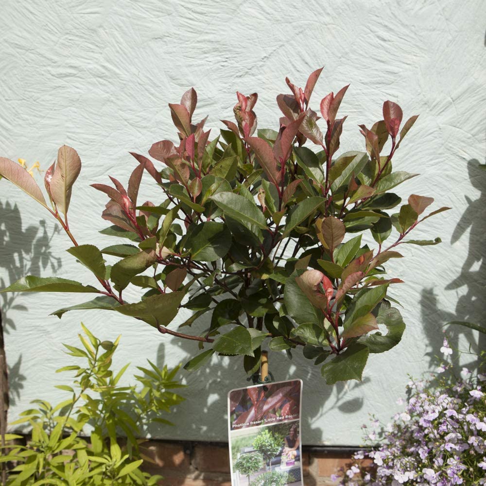 Photinia 'Little Red Robin' Standard Tree 1M tall